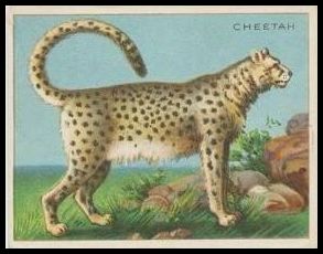19 Cheetah